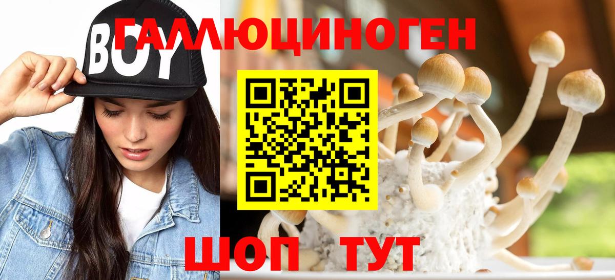 Хасавюрт  Псилоцибиновые грибы Magic Shrooms  Вход с VPN  Псилоцибиновые грибы Psilocybe 