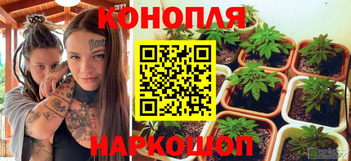 Канабис SATIVA & INDICA  Бошки Шишки конопля  Хасавюрт  Вход с VPN  Шишки марихуана OG Kush 